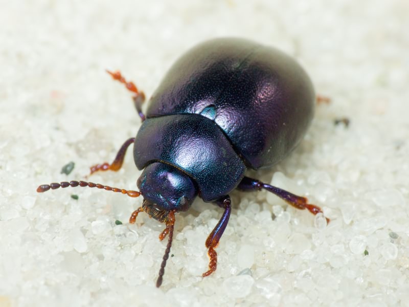 Chrysolina sturmi (Westhoff, 1882)